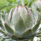 Plant d'artichaut vert 'Globe' : pot de 2,5 litres